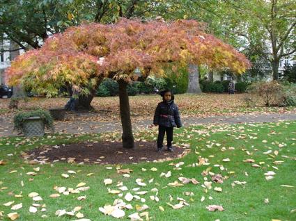 19 Oct tree in the square.jpg